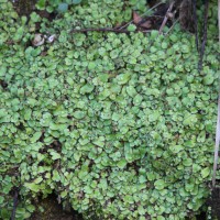 Plagiochasma rupestre (G.Forst.) Steph.